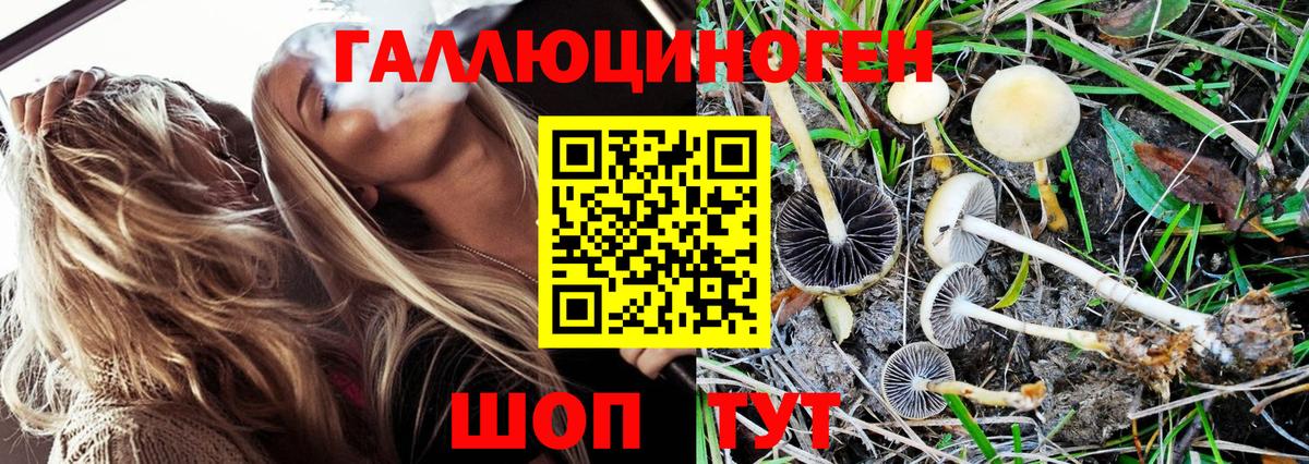 дарнет шоп  Псилоцибиновые грибы мухоморы  Выборг  Галлюциногенные грибы Magic Shrooms 